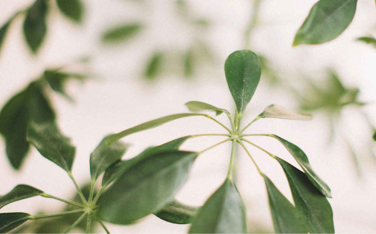 Plants in the Indulge office