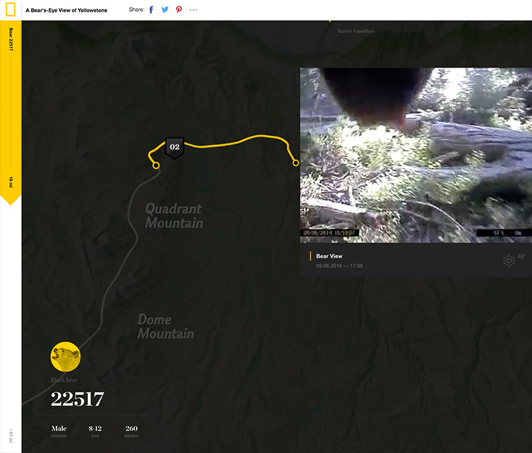 National Geographic - A Bear's-Eye View of Yellowstone website screenshot