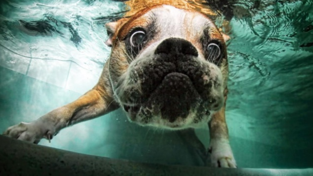 Bulldog swimming under water