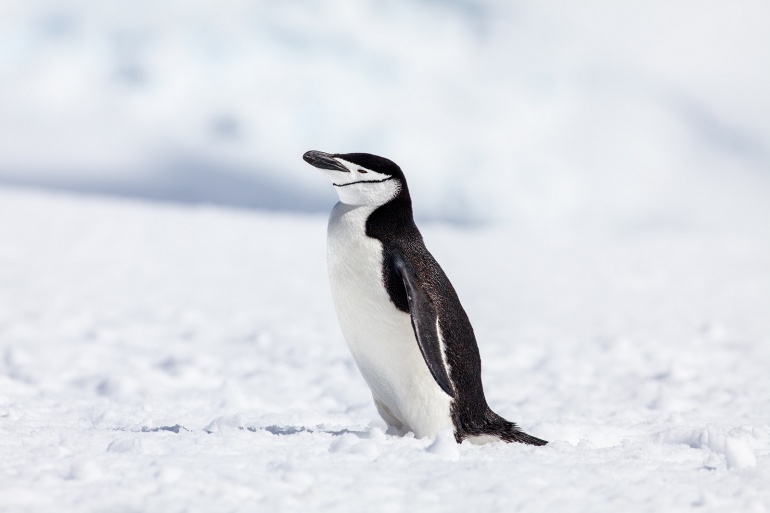 Google Penguin (3.0) Update is Released