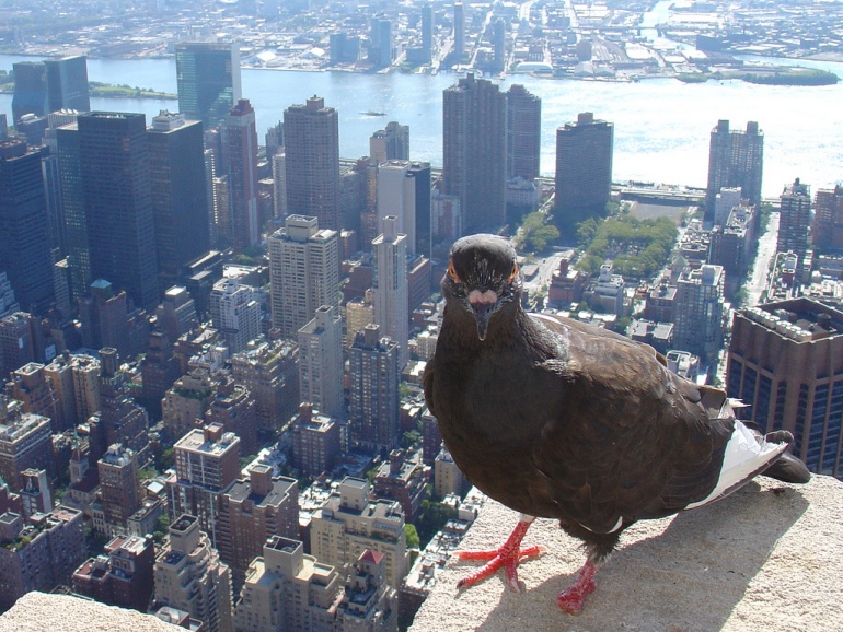 Pigeon in New York