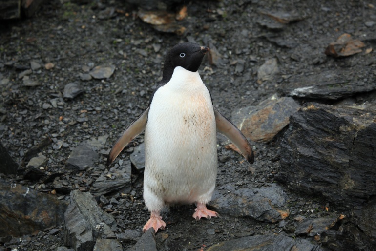 Google Penguin Updates 2015