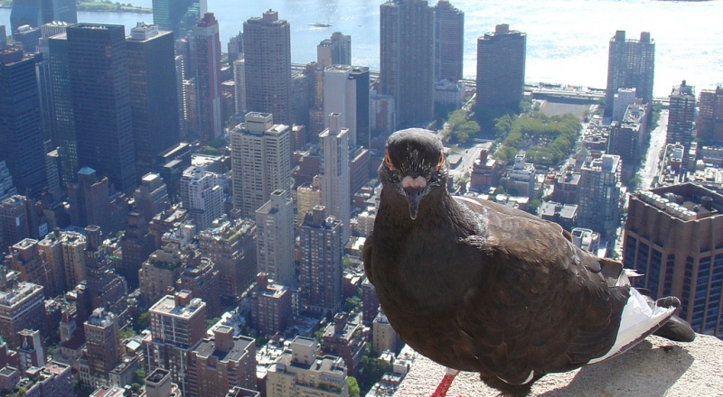 Pigeon in New York