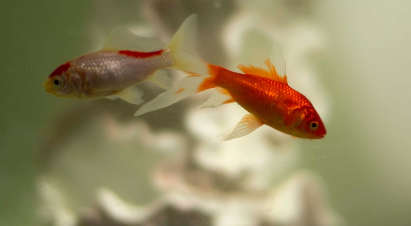 Two goldfish swimming