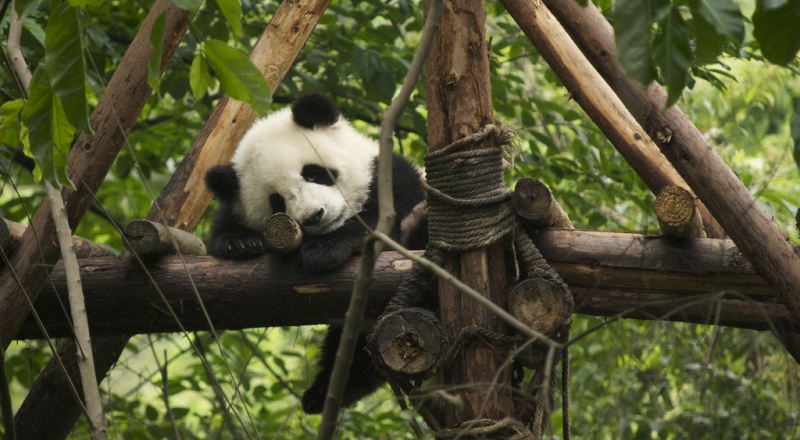 Panda cub sleeping