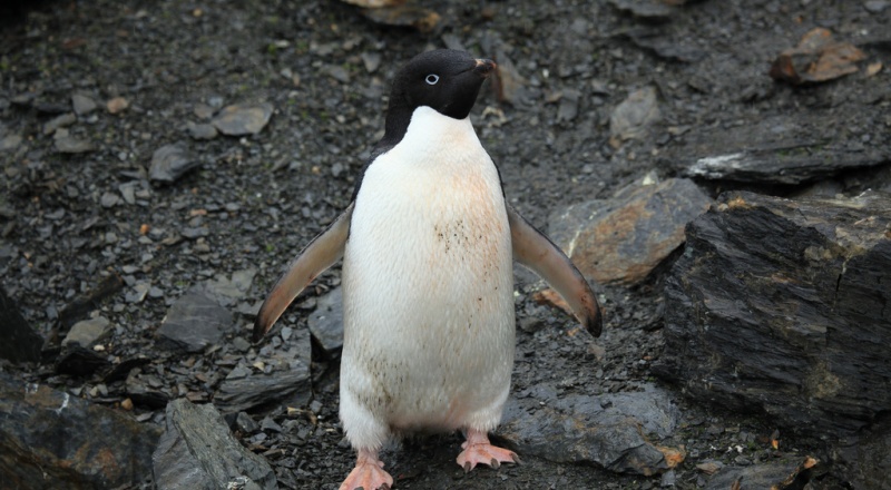Black and white penguin